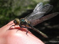 Falkenlibelle (Cordulia aenea) 4